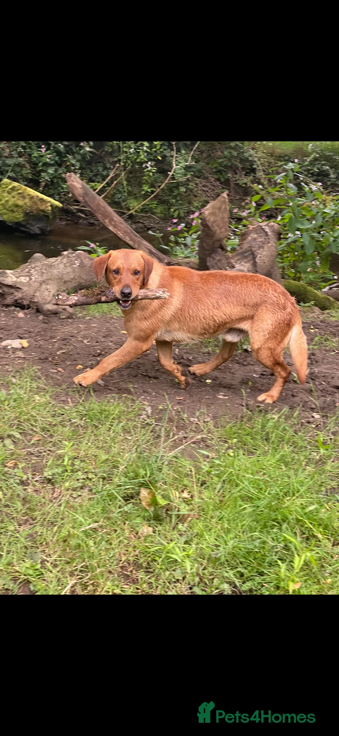 Labrador Retriever dogs for stud: fox Red extensively health tested 0-0 hips in Swansea - Advert 16