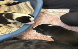 Mixed Breed dogs for sale: Border Collie x Whippet  - Image 12