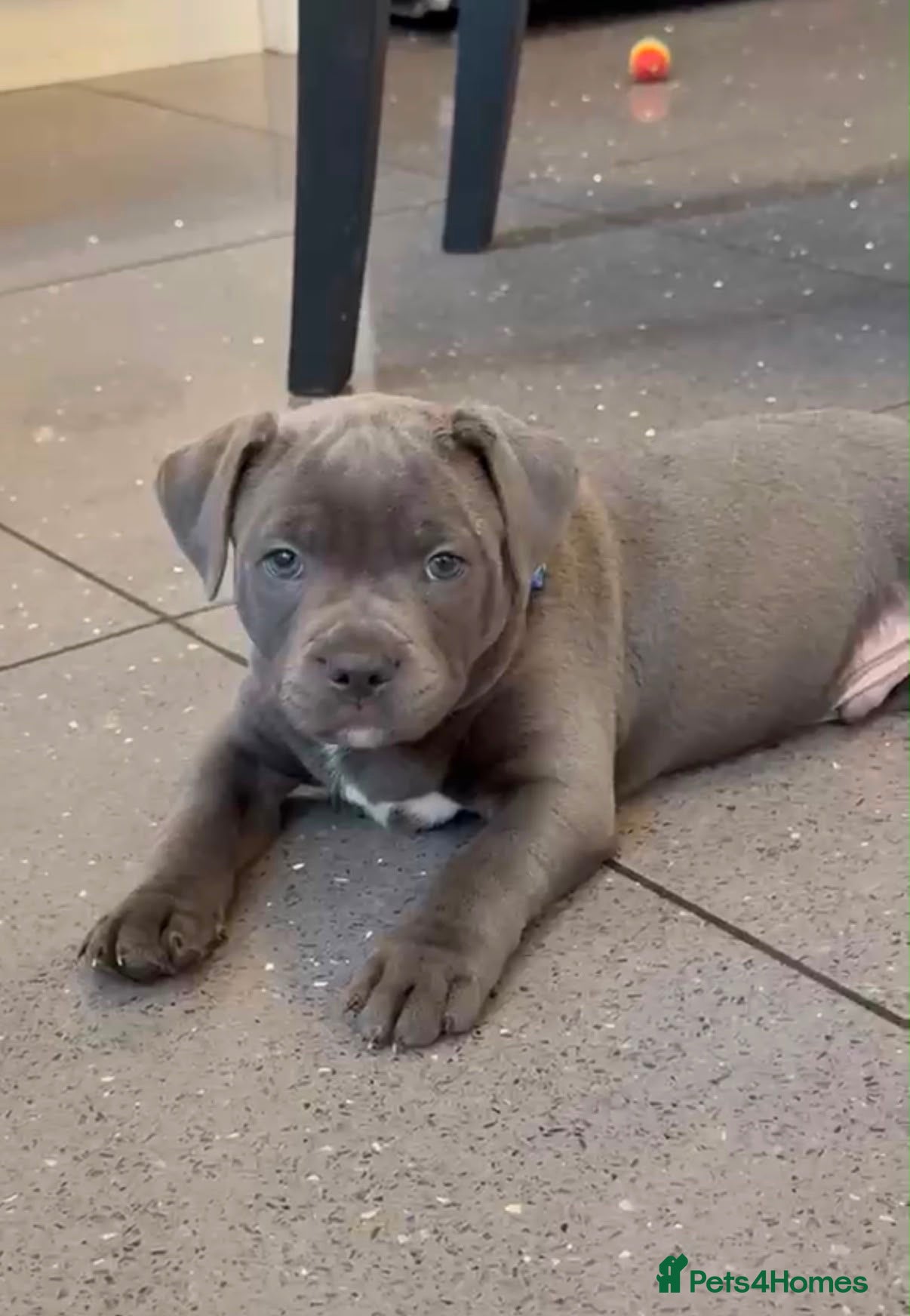 Staffordshire Bull Terrier dogs Blue Staffordshire bull terrier puppies  - Advert 6
