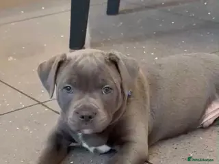Staffordshire Bull Terrier dogs Blue Staffordshire bull terrier puppies - Advert 6