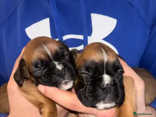 Boxer dogs 8 beautiful Boxer puppies - Advert 4