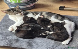 Domestic Shorthair cats for sale: 7 kittens Free to a good home - Image 3