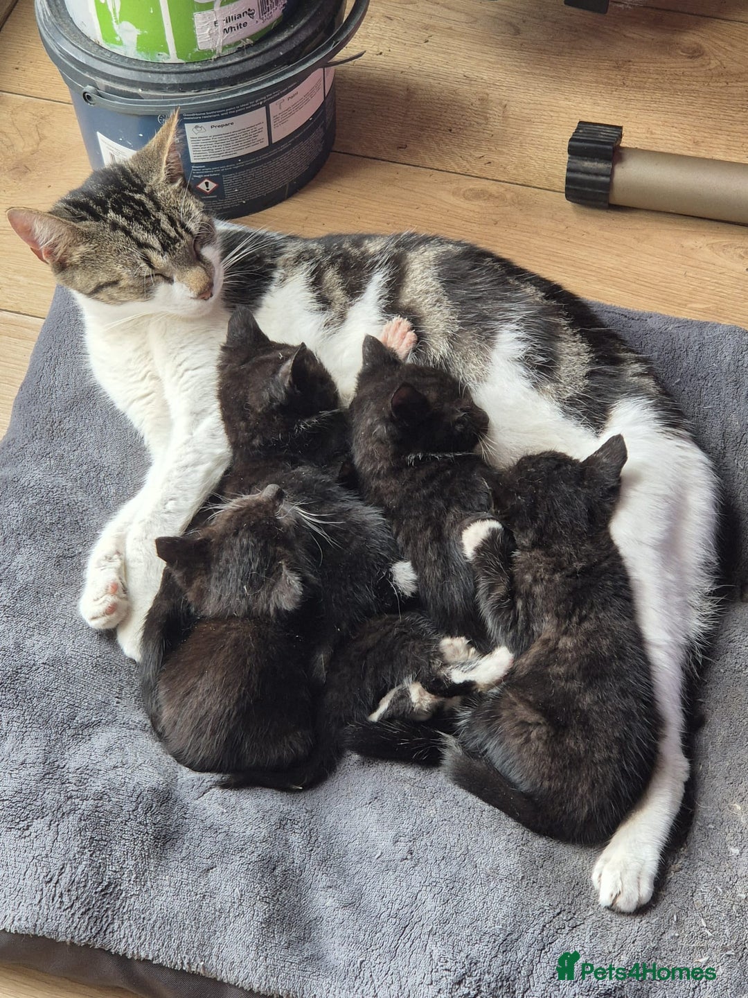 Domestic Shorthair cats for sale: 7 kittens Free to a good home - Image 3