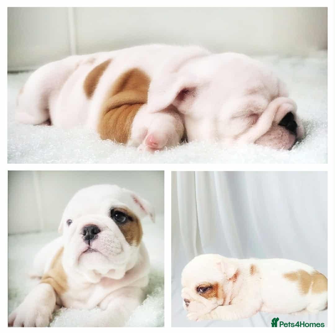 English Bulldog dogs for sale: Molly looking for new home - Advert 6