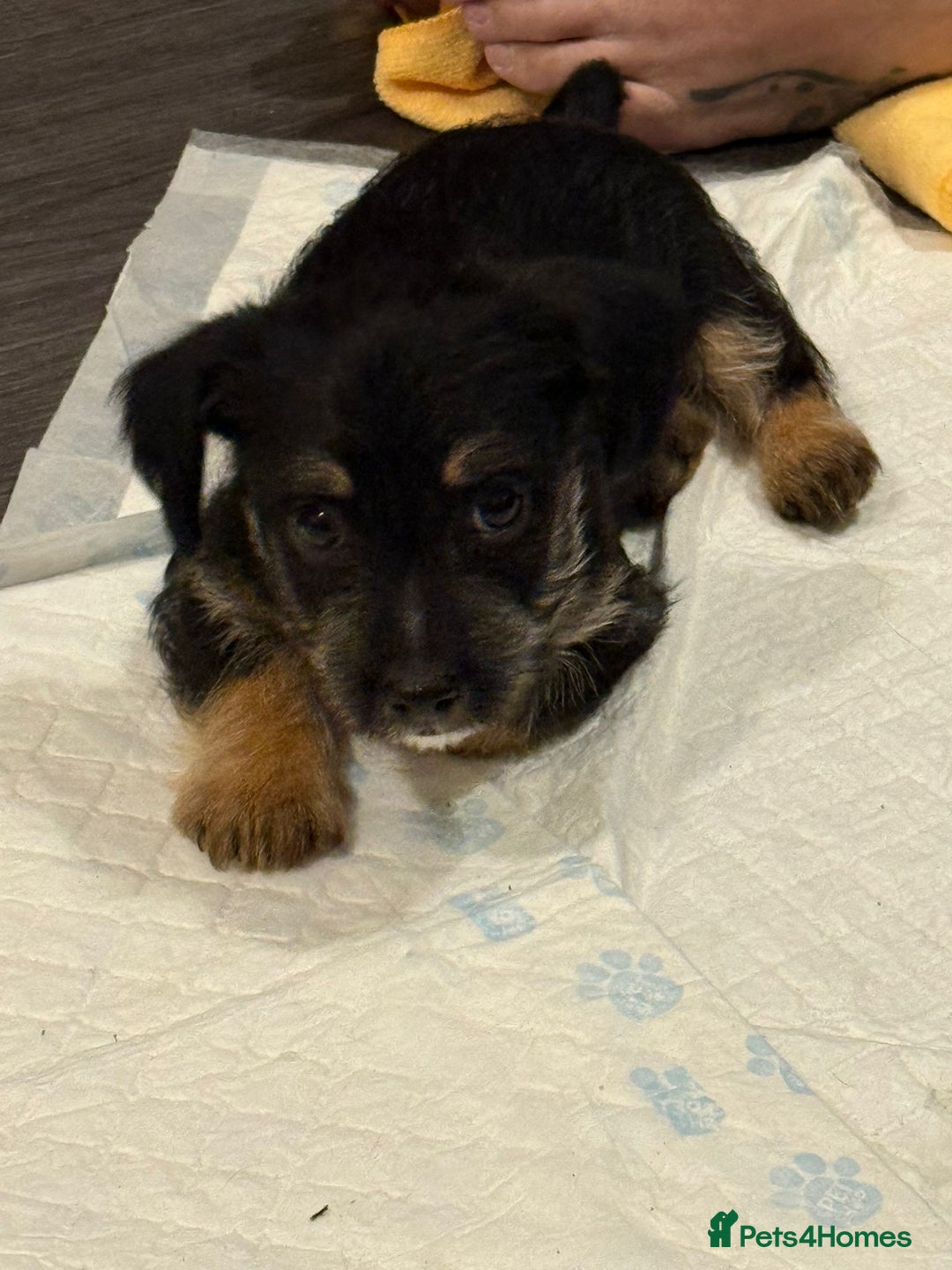 Patterdale Terrier dogs for sale: Patterdale terrier puppies for sale  - Advert 4