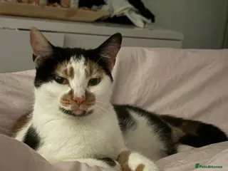 Mixed Breed cats Sadie-Calico - Advert 2