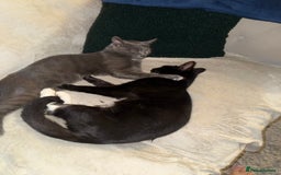 Mixed Breed cats for sale: Kittens - Image 11