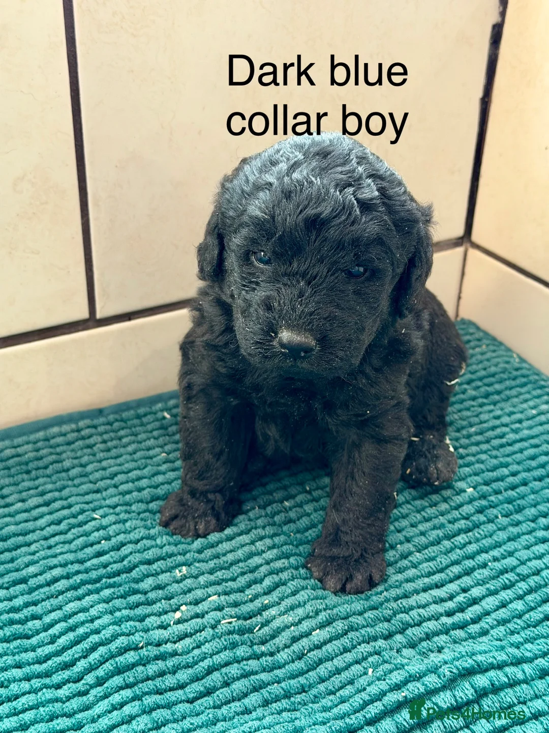 Labradoodle dogs for sale: Miniature Labradoodles- from experienced breeder - Advert 2