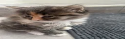 Domestic Shorthair cats for sale: Female kittens  - Advert 3