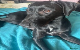 Mixed Breed dogs for sale: 2 Female puppies for sale  - Image 1