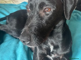 Mixed Breed dogs - Advert 22