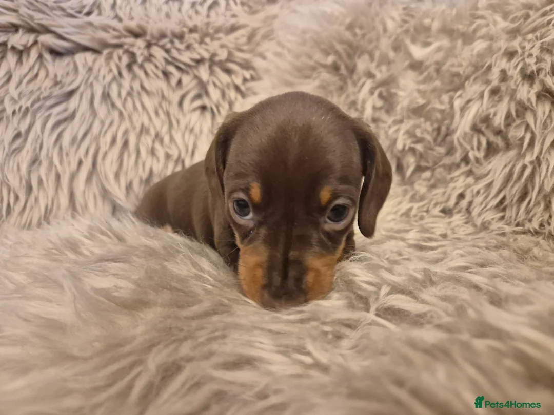 Miniature Dachshund dogs for sale: Adorable KC Pedigree Miniature Dachshund Puppies - Advert 20