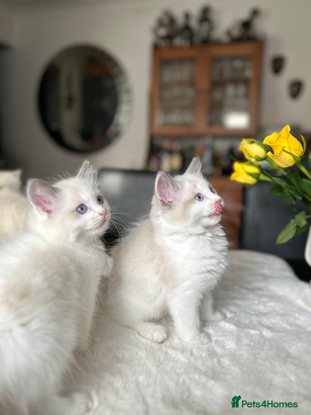 Ragdoll cats for sale: Beautiful two GCCF kittens. Blue Bicolour Ragdolls - Advert 4