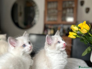 Ragdoll cats Beautiful two GCCF kittens. Blue Bicolour Ragdolls - Advert 5
