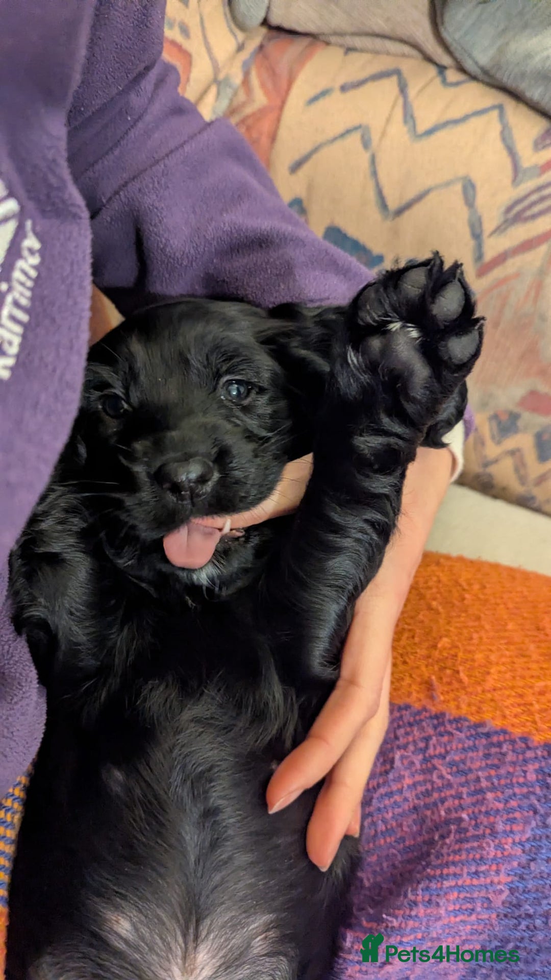 Cocker Spaniel dogs for sale: Working Cocker Spaniel puppies - Advert 20