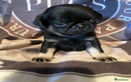 Pug dogs for sale: Stunning pug puppies health tested parents 🐶!!! - Image 3