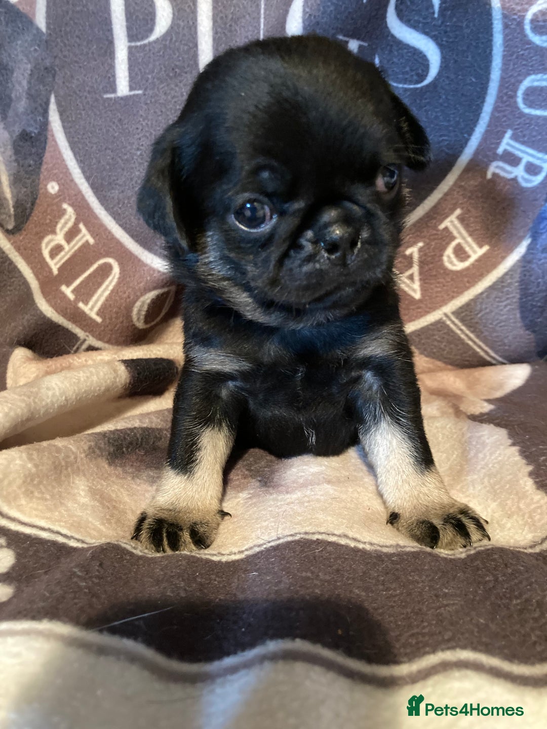 Pug dogs for sale: Stunning pug puppies health tested parents 🐶!!! - Image 3