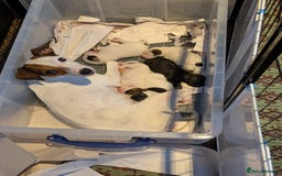 Mixed Breed dogs for sale: F1 jackcain  - Advert 21