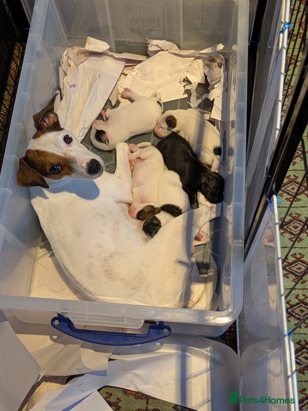 Mixed Breed dogs for sale: F1 jackcain  - Advert 21