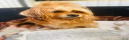 Mixed Breed dogs for sale: Stunning litter available  - Advert 22