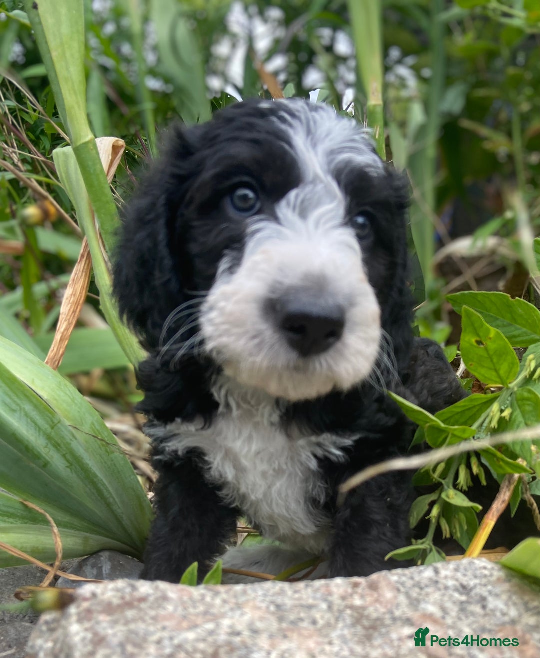 Mixed Breed dogs for sale: Poodle cross - Image 23
