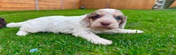Cockapoo dogs for sale: Cockapoo Babies 🐾🐾🐾 - Advert 22