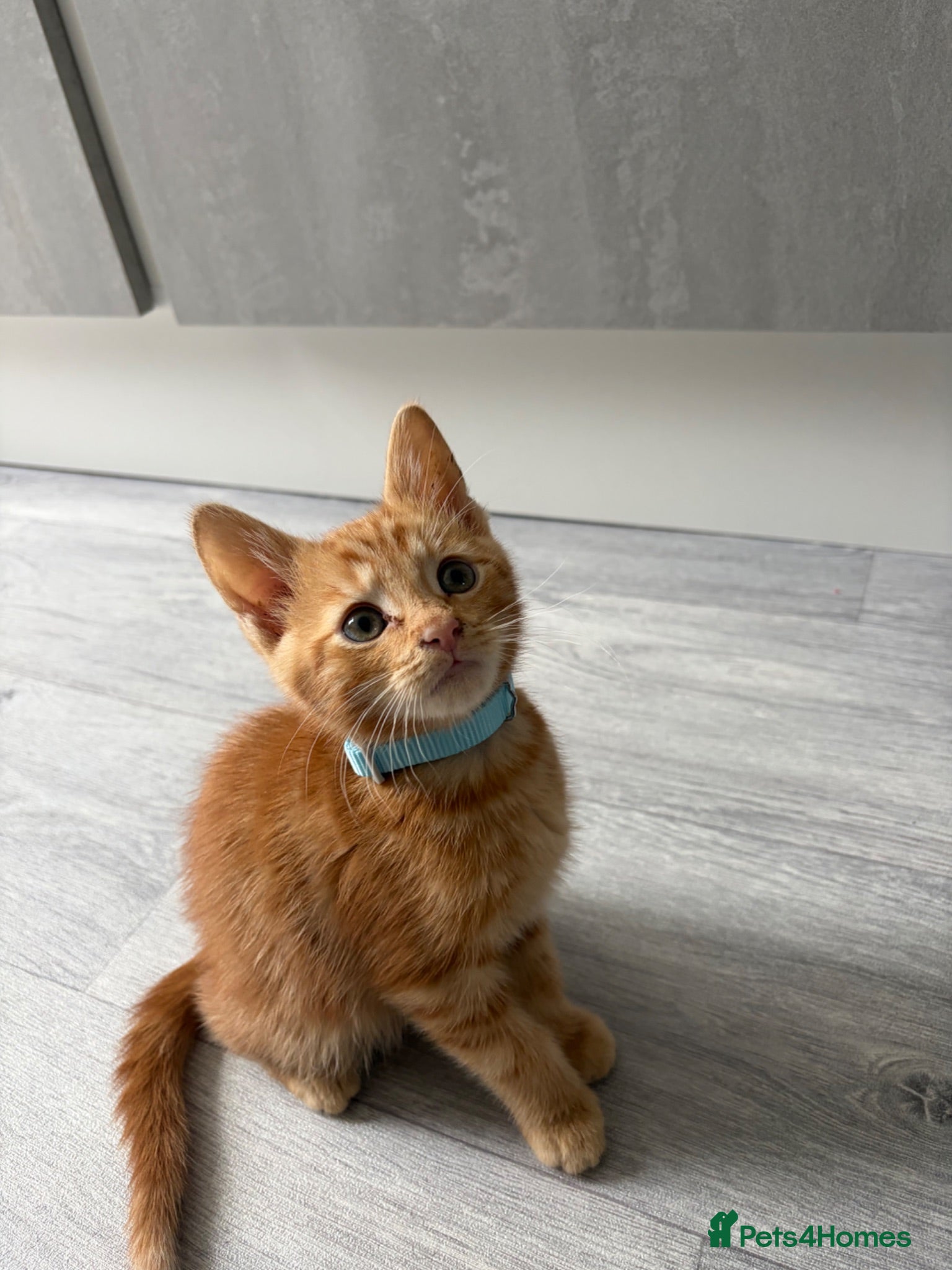 British Shorthair cats Little Teddy is sadly up for adoption  - Advert 1