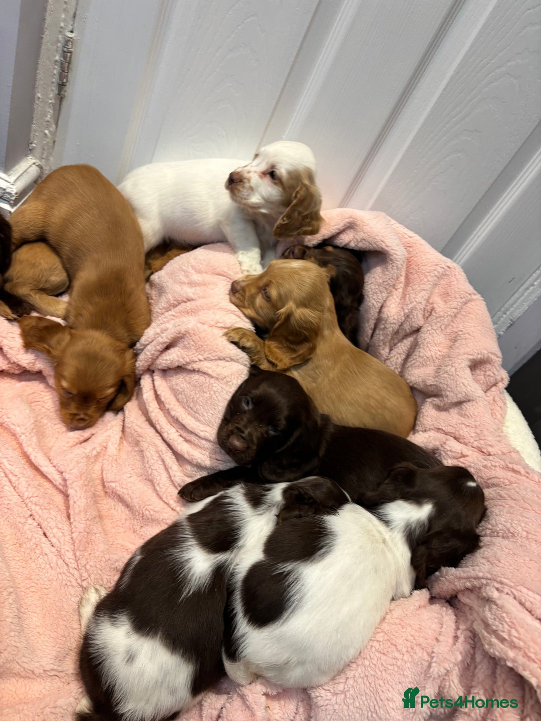 Cocker Spaniel dogs for sale: Cocker spaniel puppies  - Image 5