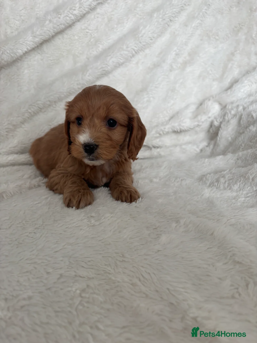 Cockapoo dogs for sale: 🐶🐶 Cockerpoo Puppies 🐶🐶 - Advert 14