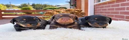 Dachshund dogs for sale: Wire haired miniature dachsunds - Advert 4