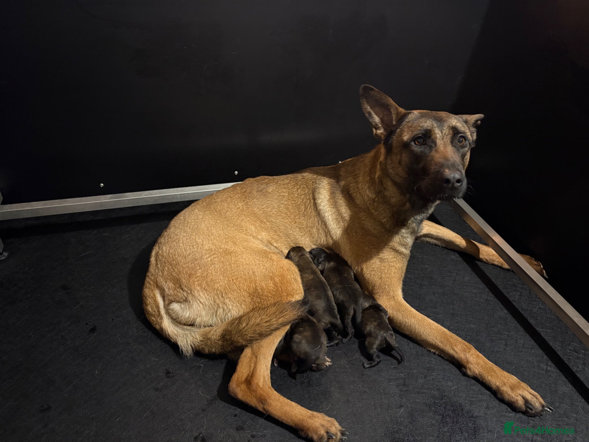 Belgian Shepherd Dog dogs Belgian malinois  - Advert 1