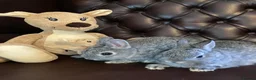 Netherland Dwarf rabbits for sale: 2 handsome pure bred Netherland Dwarf rabbits - Advert 18