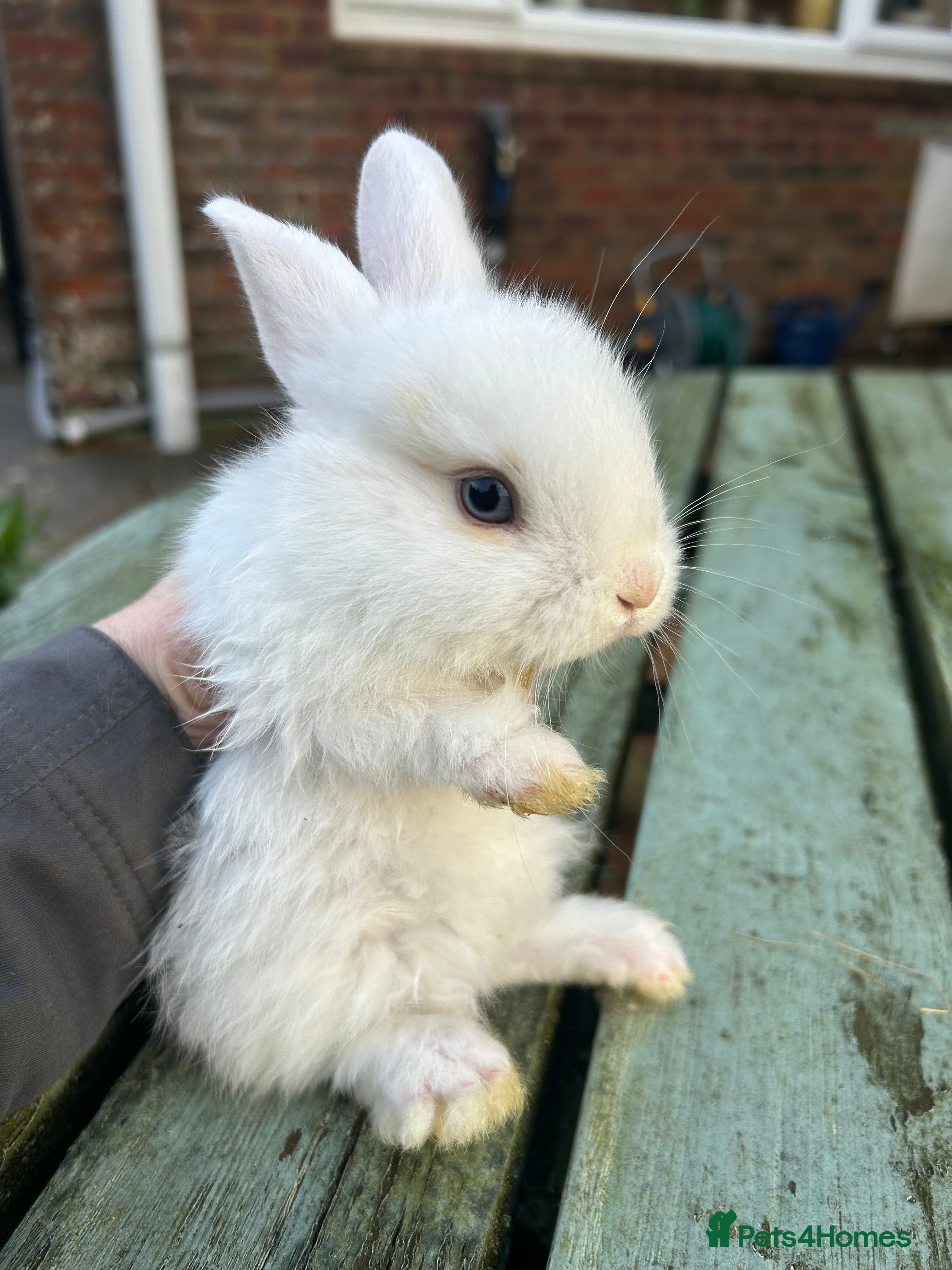 Mini Lop rabbits ONLY ONE LEFT !! Beautiful baby mini lop bunnies  - Advert 10