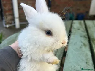 Mini Lop rabbits ONLY ONE LEFT !! Beautiful baby mini lop bunnies - Advert 10
