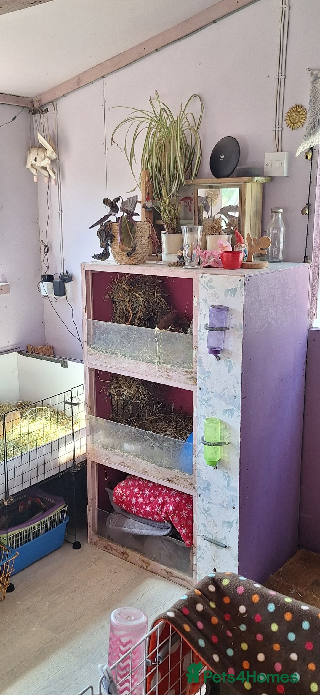 Guinea Pig rodents for sale: MEADOW SIDE CAVIES HEREFORDSHIRE  - Advert 29