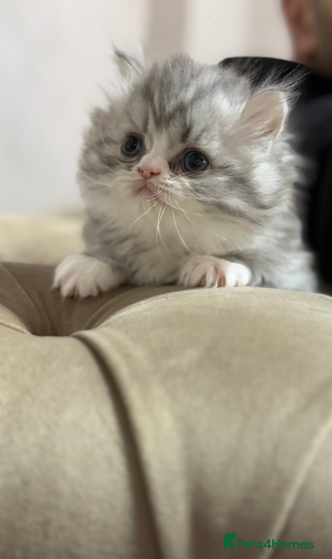 Persian cats for sale: Persian kittens  - Advert 7