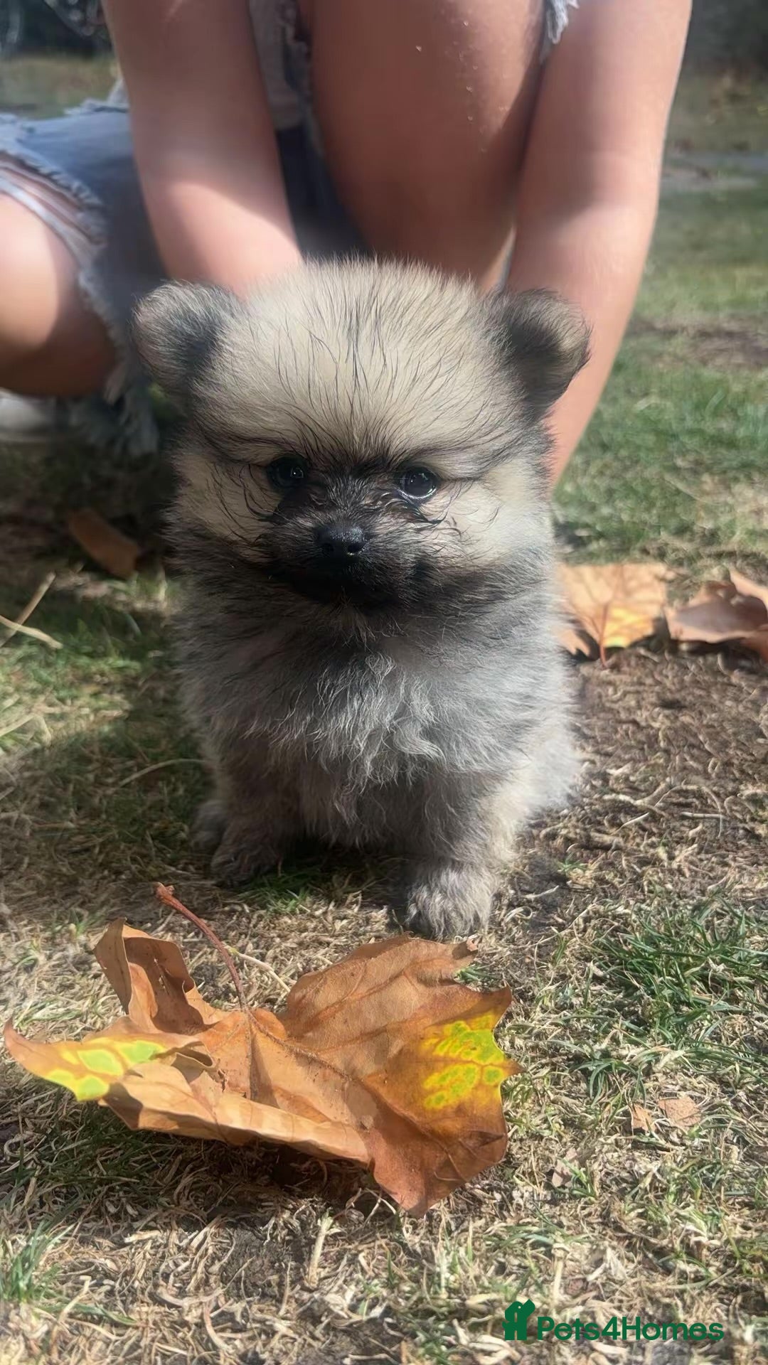 Pomeranian dogs 3 beautiful Pomeranian pups   - Advert 5