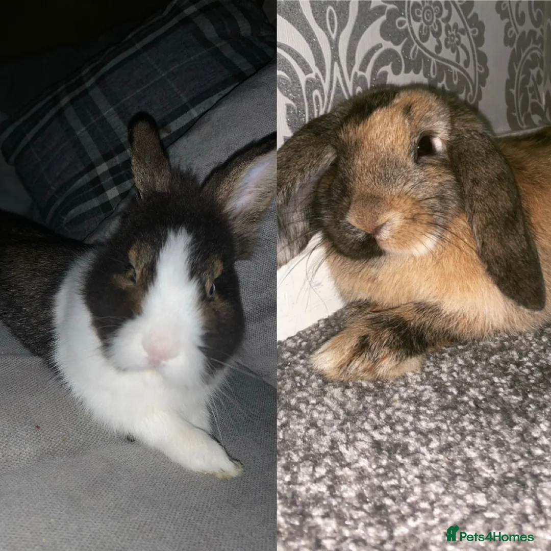 Mixed Breed rabbits for sale: Two stunning house rabbits  - Advert 1