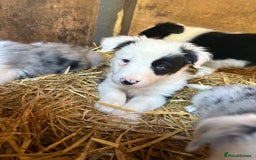 Border Collie dogs for sale: Blue Merle/ black and white border collie puppies - Image 14