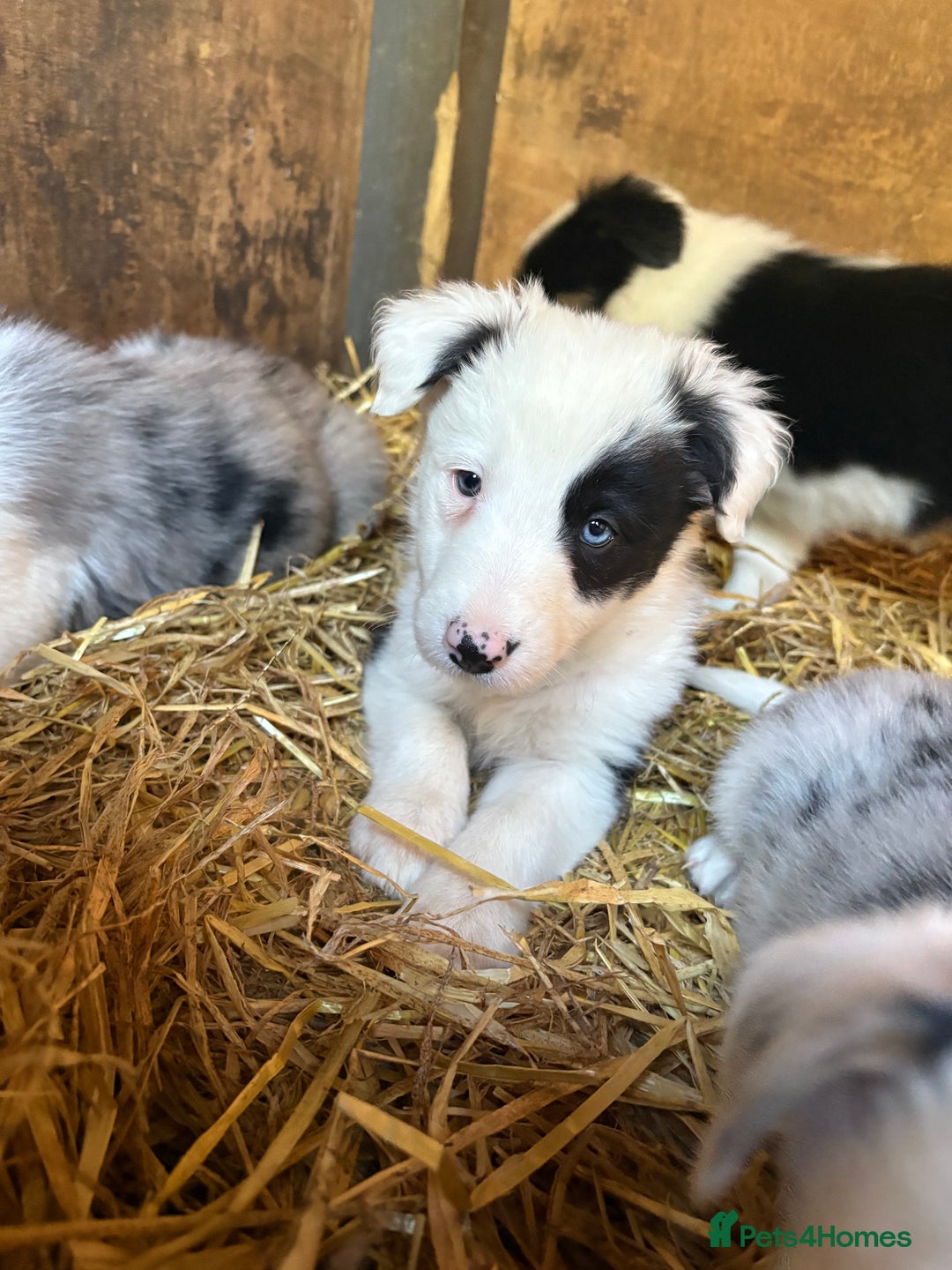 Border Collie dogs for sale: Blue Merle/ black and white border collie puppies - Image 14