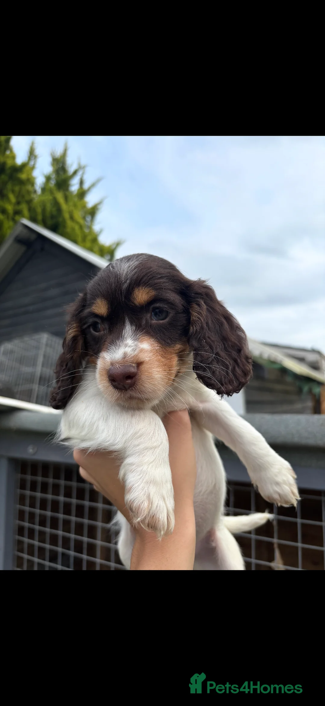 Cocker Spaniel dogs for sale: 6 GORGEOUS COCKER SPANIEL PUPS - Advert 2