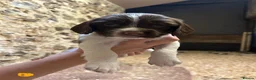 English Springer Spaniel dogs for sale:  Beautiful Pedigree springer spaniels  - Advert 4