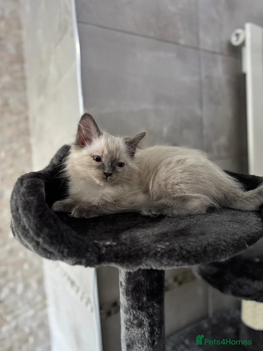 Ragdoll cats for sale: Ragdoll Kitten  - Advert 6