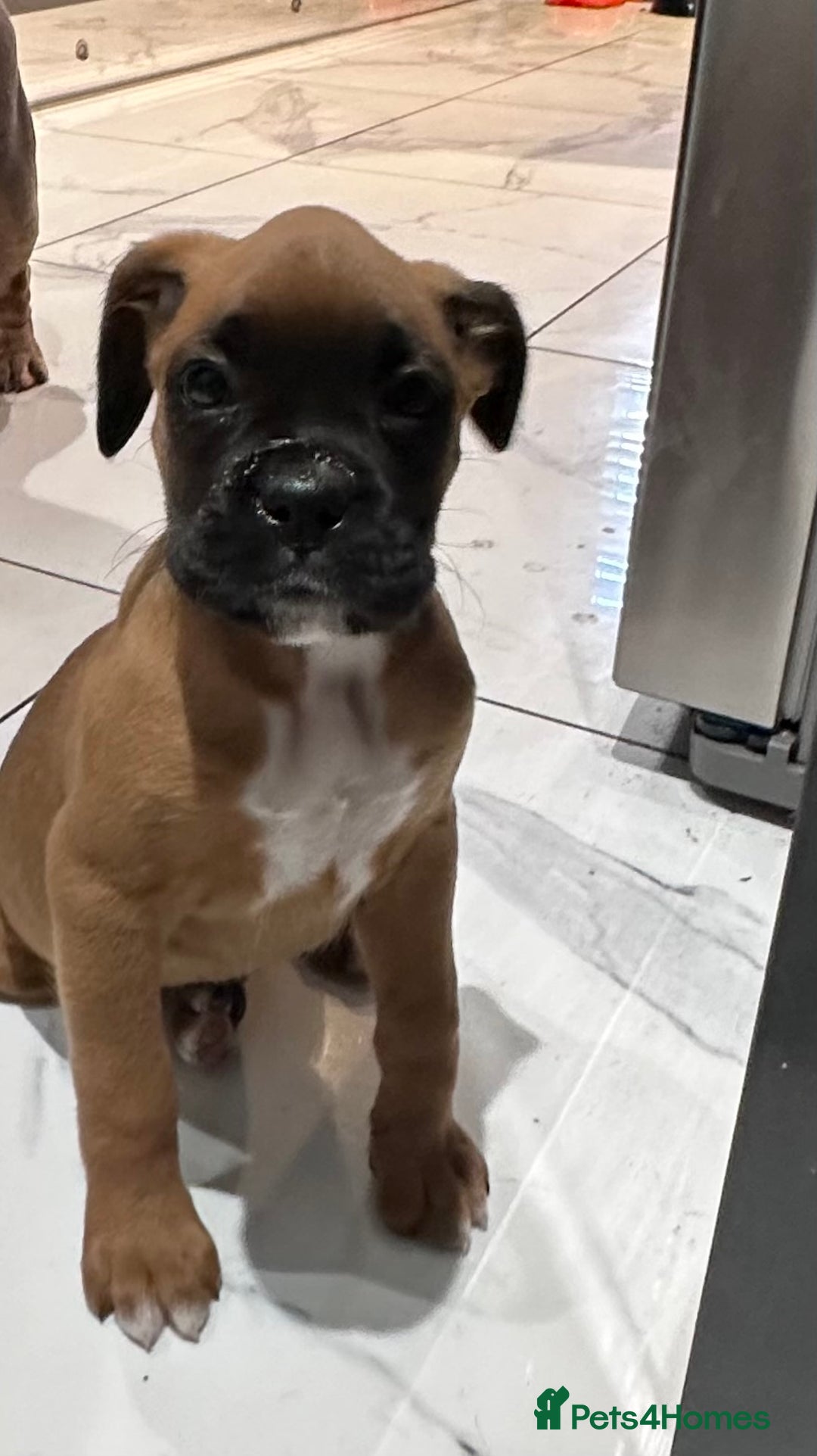 Boxer dogs for sale: Last female boxer looking for there new  home  - Advert 8