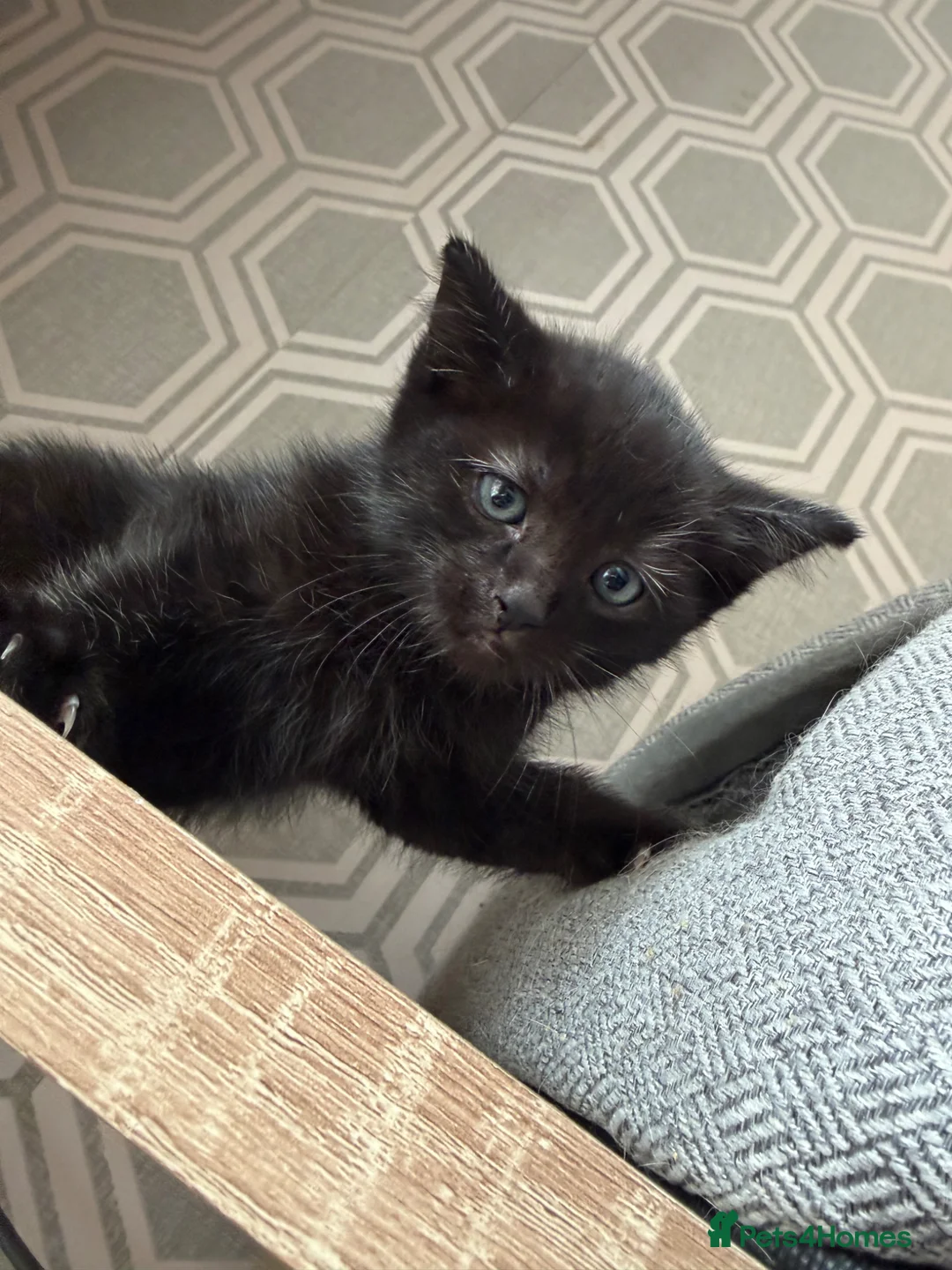Mixed Breed cats for sale: Mix breed half ragdoll and domestic  - Advert 13