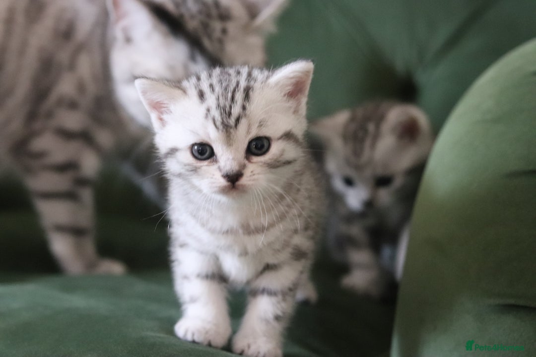 British Shorthair cats for sale: GCCF British Shorthair Silver Kittens - Advert 2