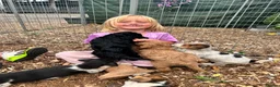 Cockapoo dogs for sale: Teddybears - Advert 5
