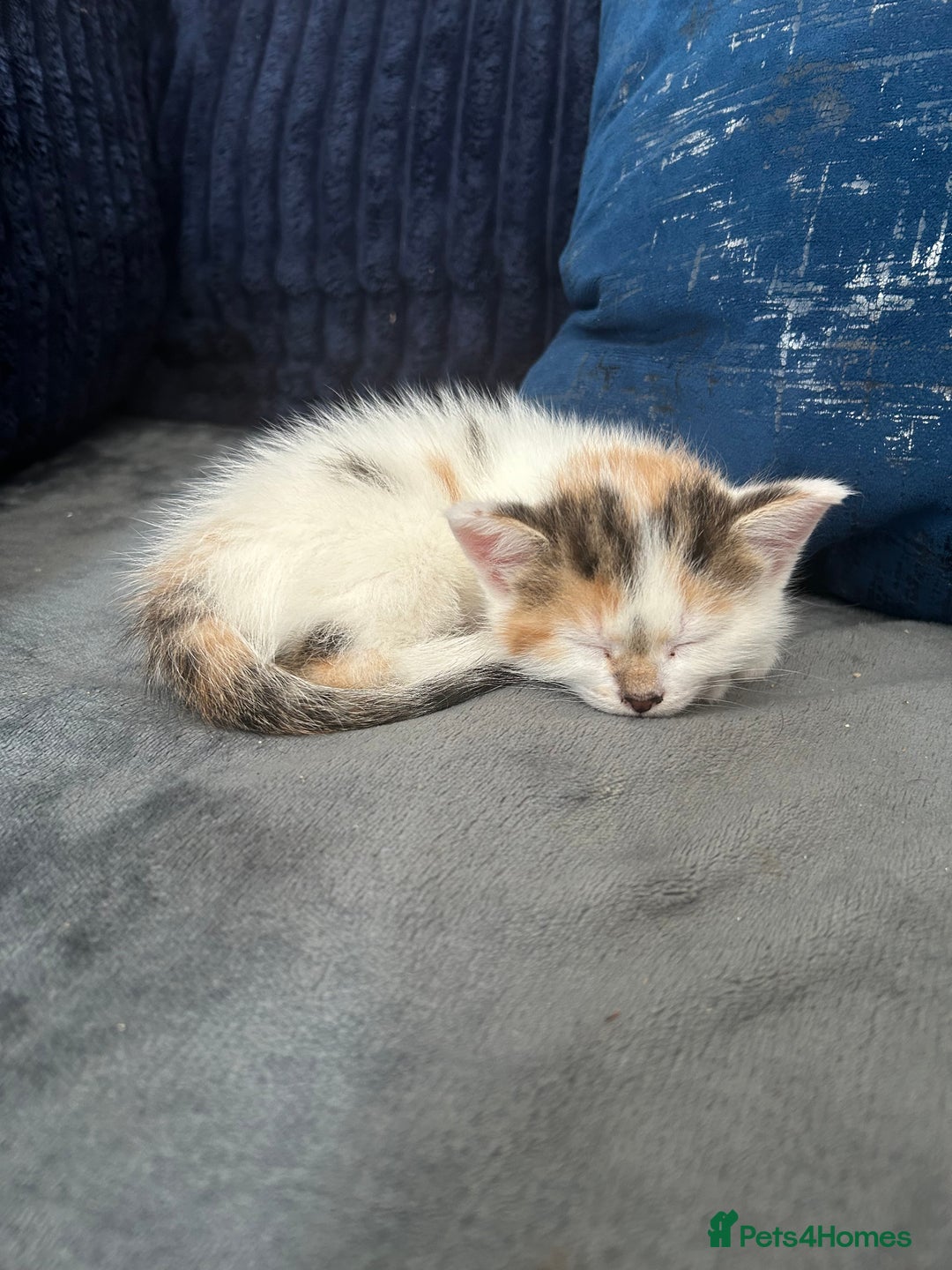 Mixed Breed cats for sale: 5 beautiful, inquisitive fluffy kittens - Image 5