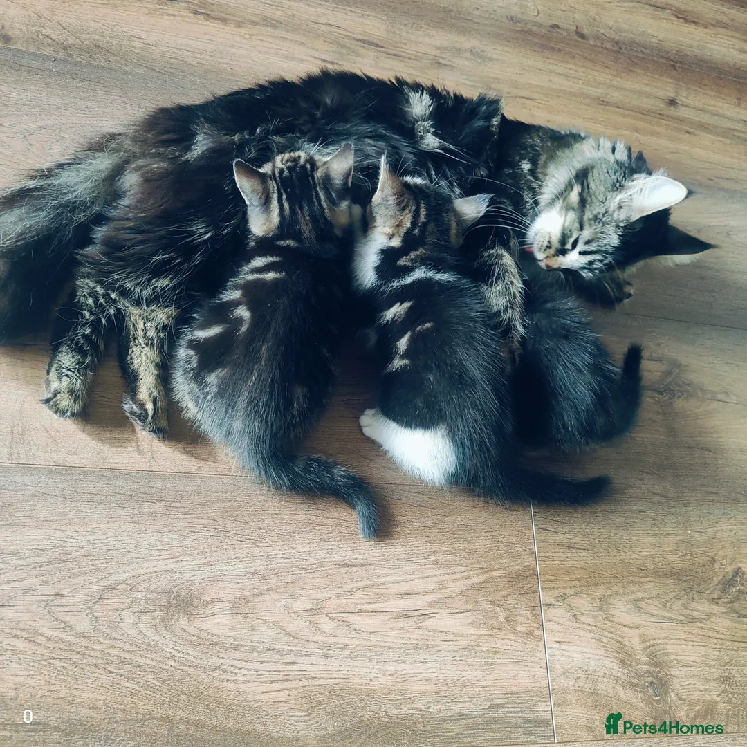 Maine Coon cats for sale: Stunning Maine Coon cross Boys-5 Beautiful fluffy - Advert 7
