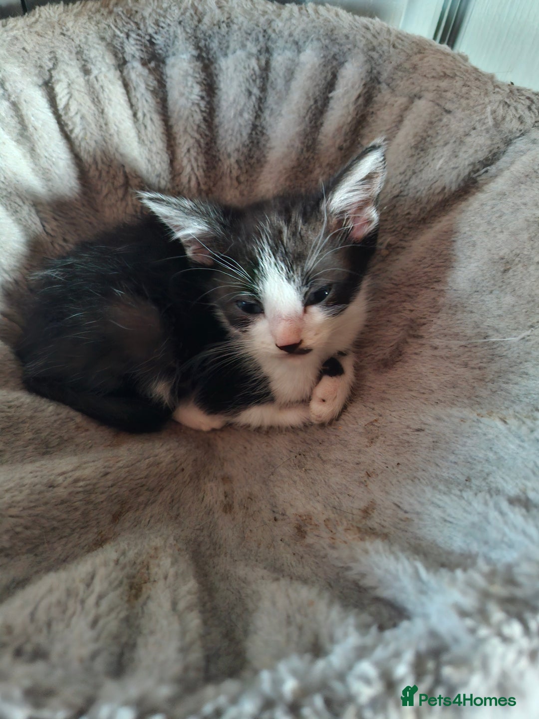 Domestic Shorthair cats for sale: Bundles off fun  - Image 16